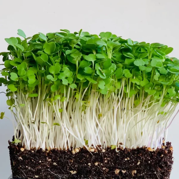 Rocket - Microgreen Shop